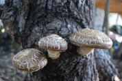 Shitake Flush on a Blue Oak Log