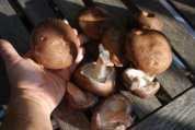 Shitake Mushroom Harvest 1