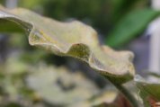 Spider Mites Attacking Eggplant Leaf