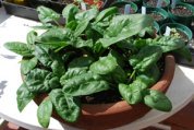 Growing Spinach in a Terra-Cotta Pot