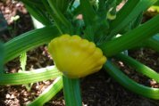  Growing Summer Squash—‘Sunburst’ Patty Pan 