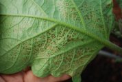 Thrips Damage to Eggplant Leaf