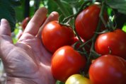 Tomato Varieties—‘Sweet Cluster’