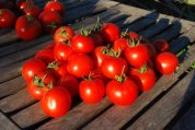 Tomato Varieties ‘Sweet Cluster’ Stack