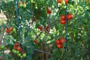 Growing Tomatoes ‘Italian- Grandfather- Style’