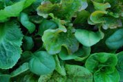  Growing Salads in a Window Box 