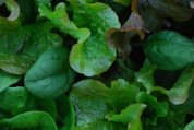  Window Box Salads Closeup 2