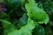  Window Box Salads Closeup 3