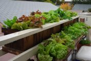 Salads Growing in Window Boxes