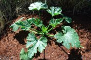 Zucchini 'Raven' at 6 Weeks 1