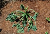 Zucchini 'Raven', Gopher Food at 7 Weeks