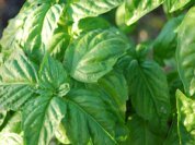 Growing Basil—‘Mammoth Salad Leaf’