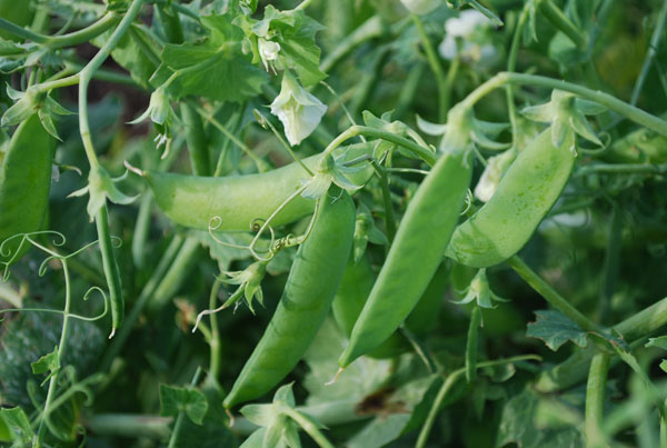 Growing Peas