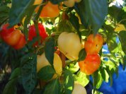 Growing Peppers—'Alma' 1