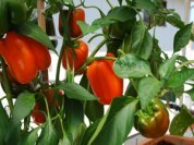 Growing Peppers—'Gourmet' 1
