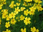 'Lemon Gem' Marigolds, Closeup