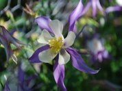 'McKenna's Giant' Columbine 2