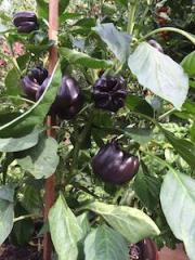 Pepper Varieties-'Purple Beauty'