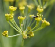 Aphid Wasp on Dill Flowers