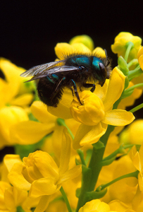 Orchard Mason Bee on Barberry