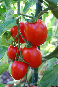 Tomato Varieties—'Enchantment' 2
