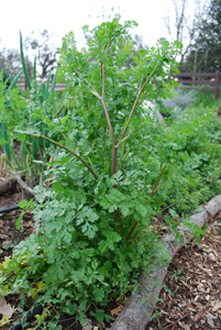 Bolting Cilantro