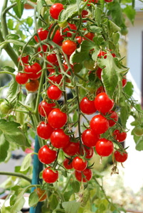 Cherry Tomato Varieties—'Sweet 100' 1