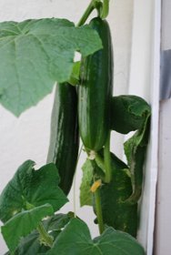 Growing Cucumbers in Containers—‘Bush Slicer’