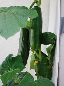 Growing Cucumbers in Containers—‘Bush Slicer’