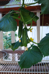 Growing Cucumbers in Containers:  'Bush Slicer', First Fruit