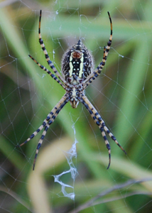 Garden Spider Waits for Hapless Pests