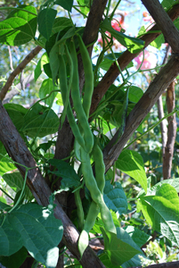 Green Bean Varieties—'Spanish Musica' 3