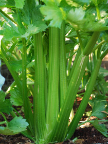 Growing Celery ‘Tango’