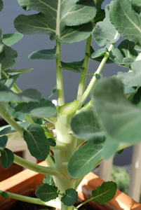 Harvesting Broccoli 2a