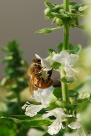 Honeybee Imbibing from a Basil Flower