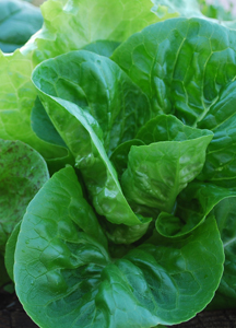 Lettuce Varieties—‘Winter Density’