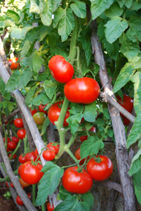 Beefsteak Tomato Varieties—'Big Beef' on the Vine 2