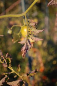 Tomato Diseases–Western Yellows (Curly Top), Closeup