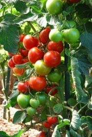 Salad Tomato Varieties—'Sweet Cluster' sets fat clusters of 6-8 tomatoes on multiple trusses.