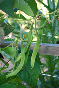 Scarlet Runner Beans on the Vine