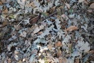 Dry Tree Leaves
