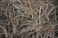 Straw Adds Cellulose to Build Compost Heat