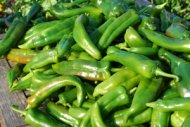 Harvest New Mexico Green Chiles When the Walls are Thick and Succulent