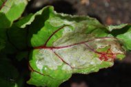 Leaf Miner Damage