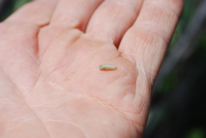 Leaf Miner Maggot