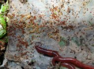 Orabitid Turtle Mites and <em>Enchytreids</em> (“Potworms”), Cousins of Red Compost Worms