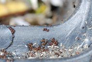 Springtails, Springtail Nymphs, <br/>and Orabitid Turtle Mites