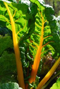 'Rainbow' Swiss Chard 2