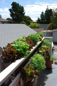 Lettuces and Lemon Gem Marigolds in a Window Box