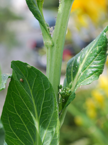 Natural Garden Pest Control in Action